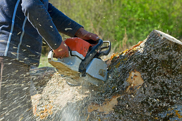 How Our Tree Care Process Works  in  Valley Park, MO